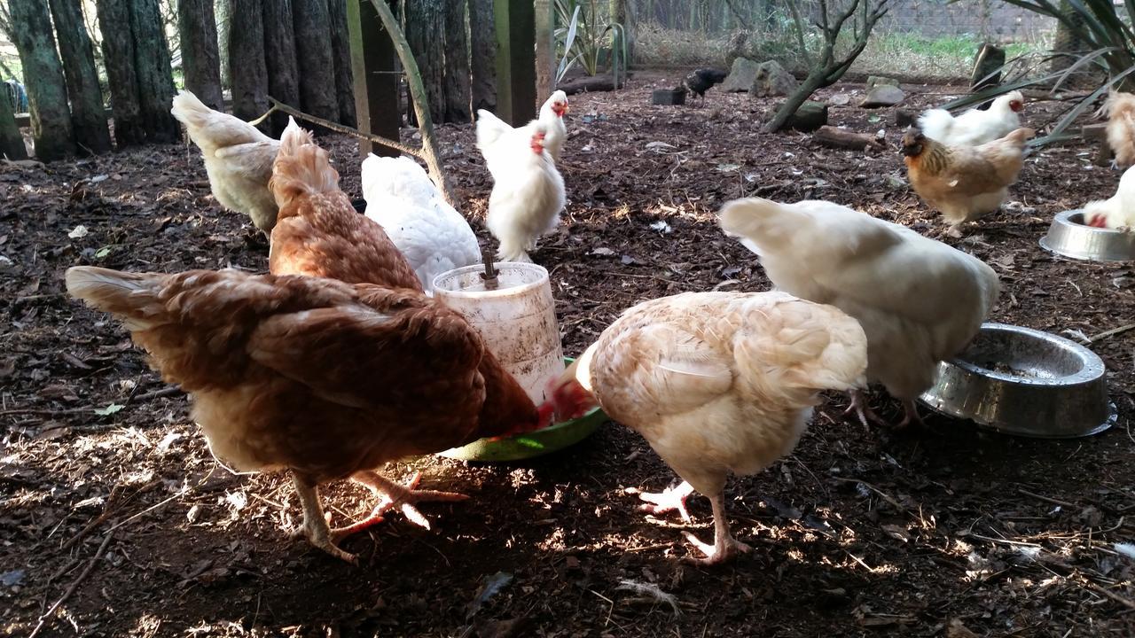 Woodbury Farm Bed and Breakfast Takanini Εξωτερικό φωτογραφία